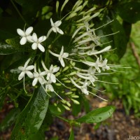 Pavetta indica L.